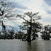 Louisiana Swamp