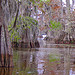 Louisiana Cypress Swamp