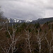 New Hampshire birches