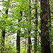 oregon greenery