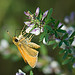 Delaware Skipper