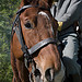 Dusty - Virginia Cavalry, CSA