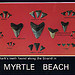 Postcard: Fossil Shark's teeth. Myrtle Beach, South Carolina