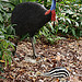 Casuarius casuarius johnsonii - Cassowary - C4 and Mission Beach Tourism Information Centre