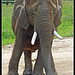 African elephant~Indianapolis zoo, Indiana