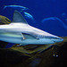 Georgia Aquarium