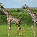 Kenya&acirc;��s Domestic Tourism & Conference Tourism; Team Building Events for Company Staff, Schools & Colleges and Planning Conferences, Conventions and Company Events & Meetings