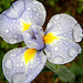 Tennessee "Wild Violet-Wildflowers"