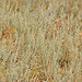South Dakota Sage