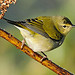 Tennessee Warbler - 2