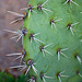 Prickly Pear Cactus - Arizona